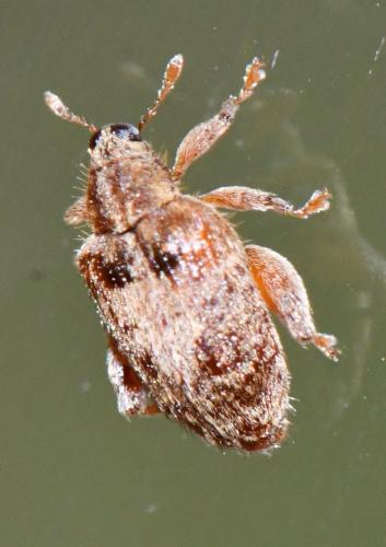 Réf. 320 965 : Orchestes quercus